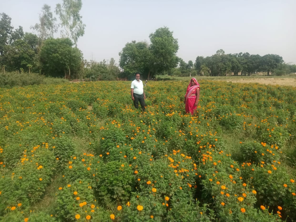 Fragrance of economic prosperity spread through floriculture