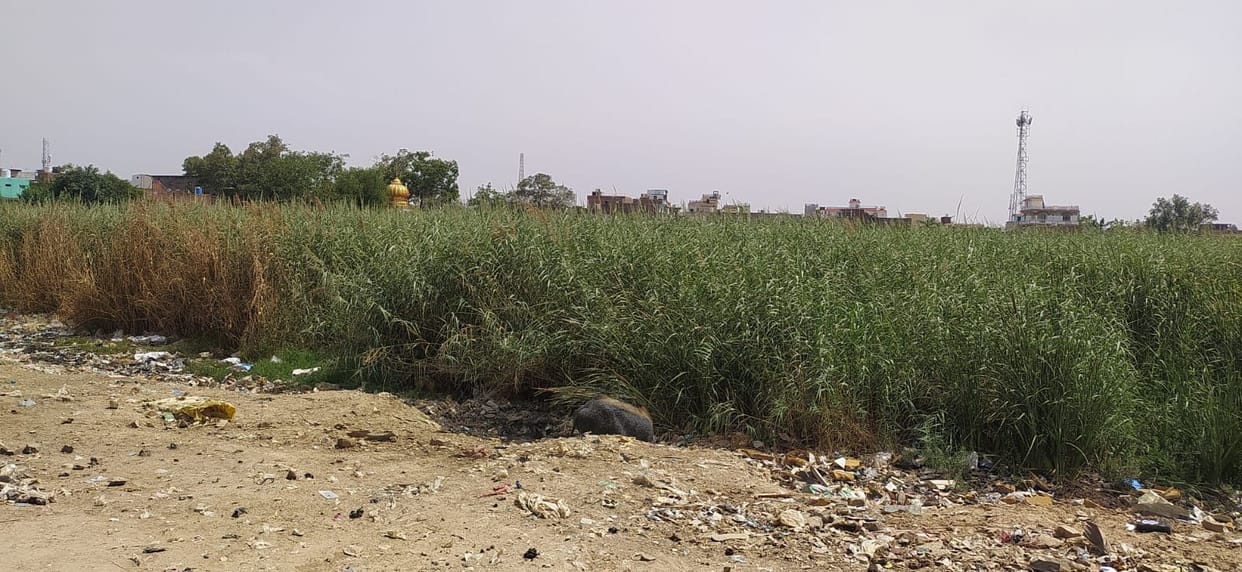 There will be a picnic spot on the many days of the historic Satti Talab.