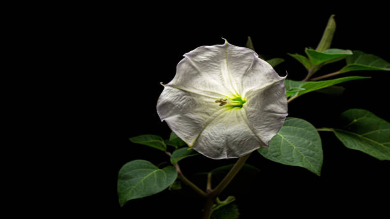 this vastu plant for lord Shiva keep kala dhatura at home