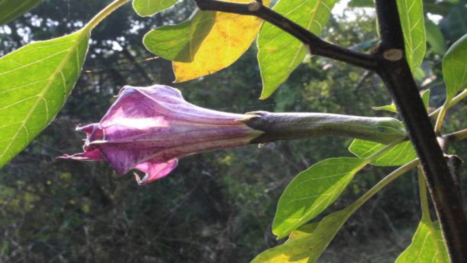 this vastu plant for lord Shiva keep kala dhatura at home