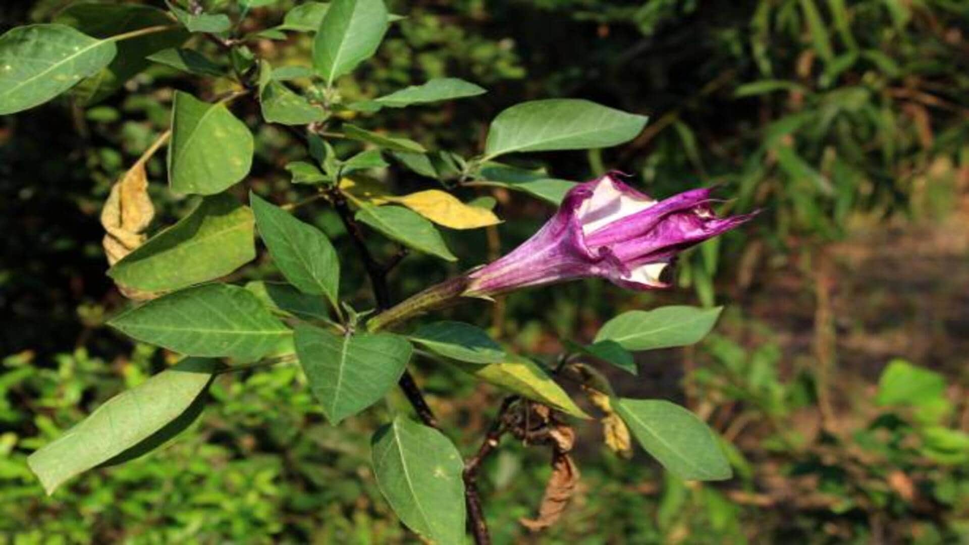 this vastu plant for lord Shiva keep kala dhatura at home