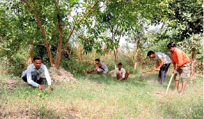Paper plantation happening in Auraiya district, departments planted lakhs of saplings every year, disappeared from the ground