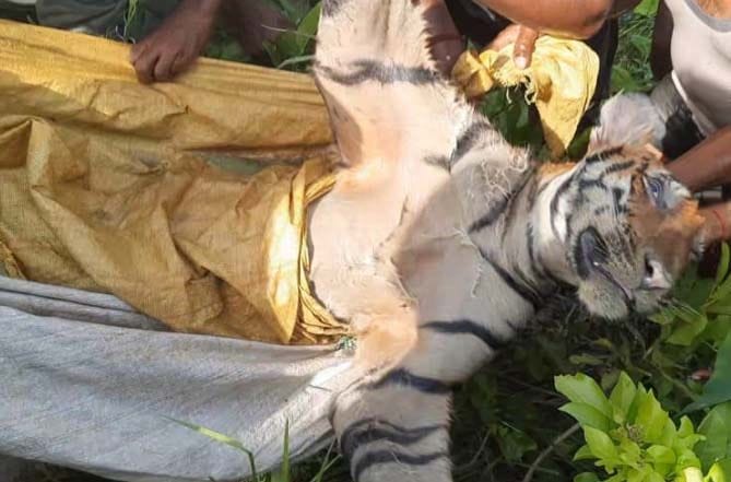Tigress's body found in Hardoi branch canal