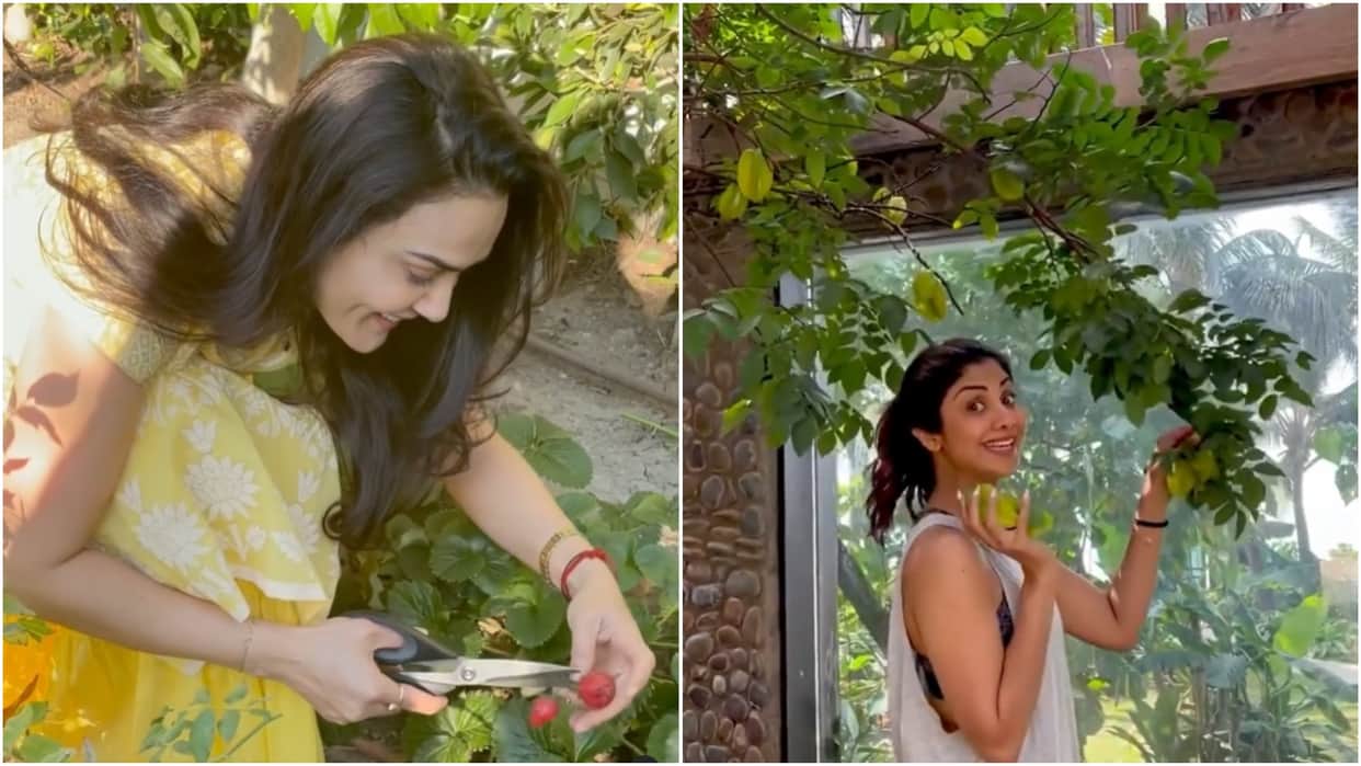 celebrities who are growing vegetables at their kitchen garden shilpa shetty Preity Zinta Samantha Ruth Prabhu