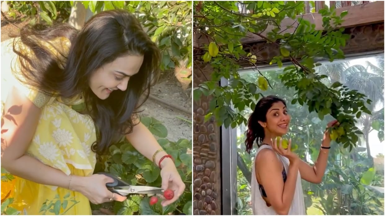 celebrities who are growing vegetables at their kitchen garden shilpa shetty Preity Zinta Samantha Ruth Prabhu