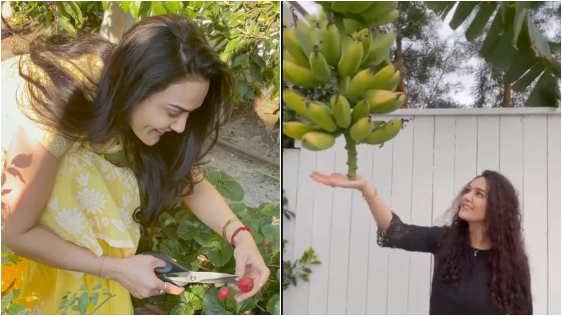 celebrities who are growing vegetables at their kitchen garden shilpa shetty Preity Zinta Samantha Ruth Prabhu