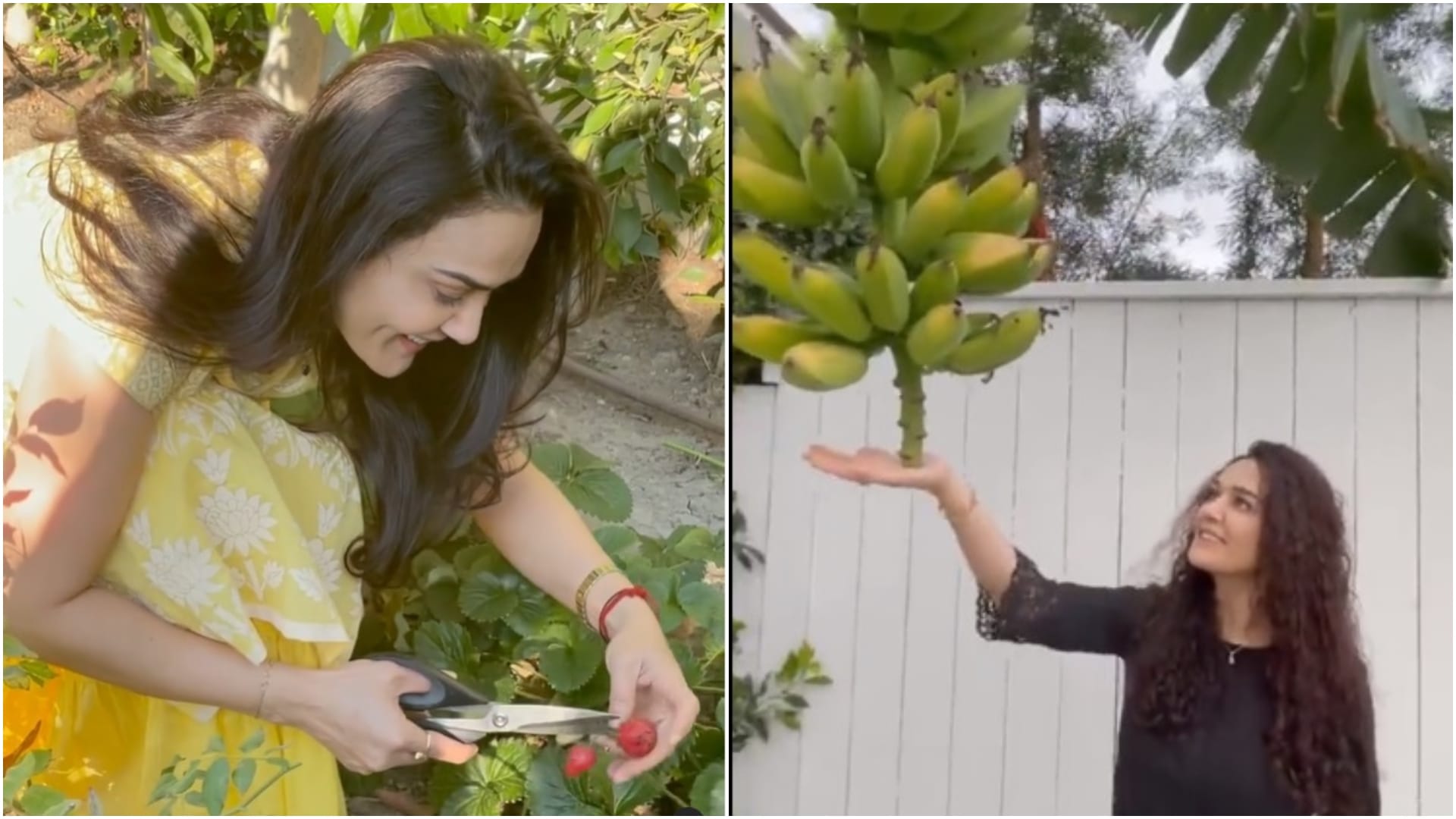 celebrities who are growing vegetables at their kitchen garden shilpa shetty Preity Zinta Samantha Ruth Prabhu