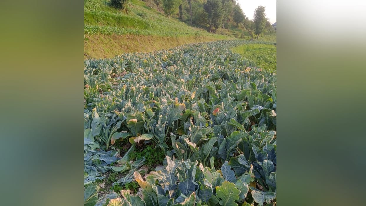 Bumper crop of Cauliflower Frasbean Radish Plum khumani in nachan mandi himachal pradesh