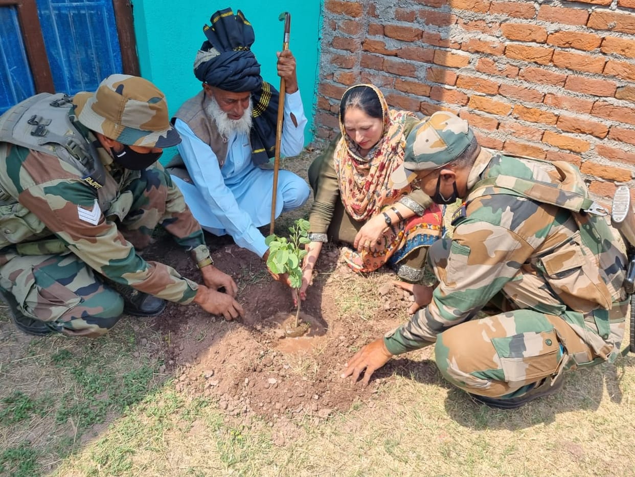 tree plantation