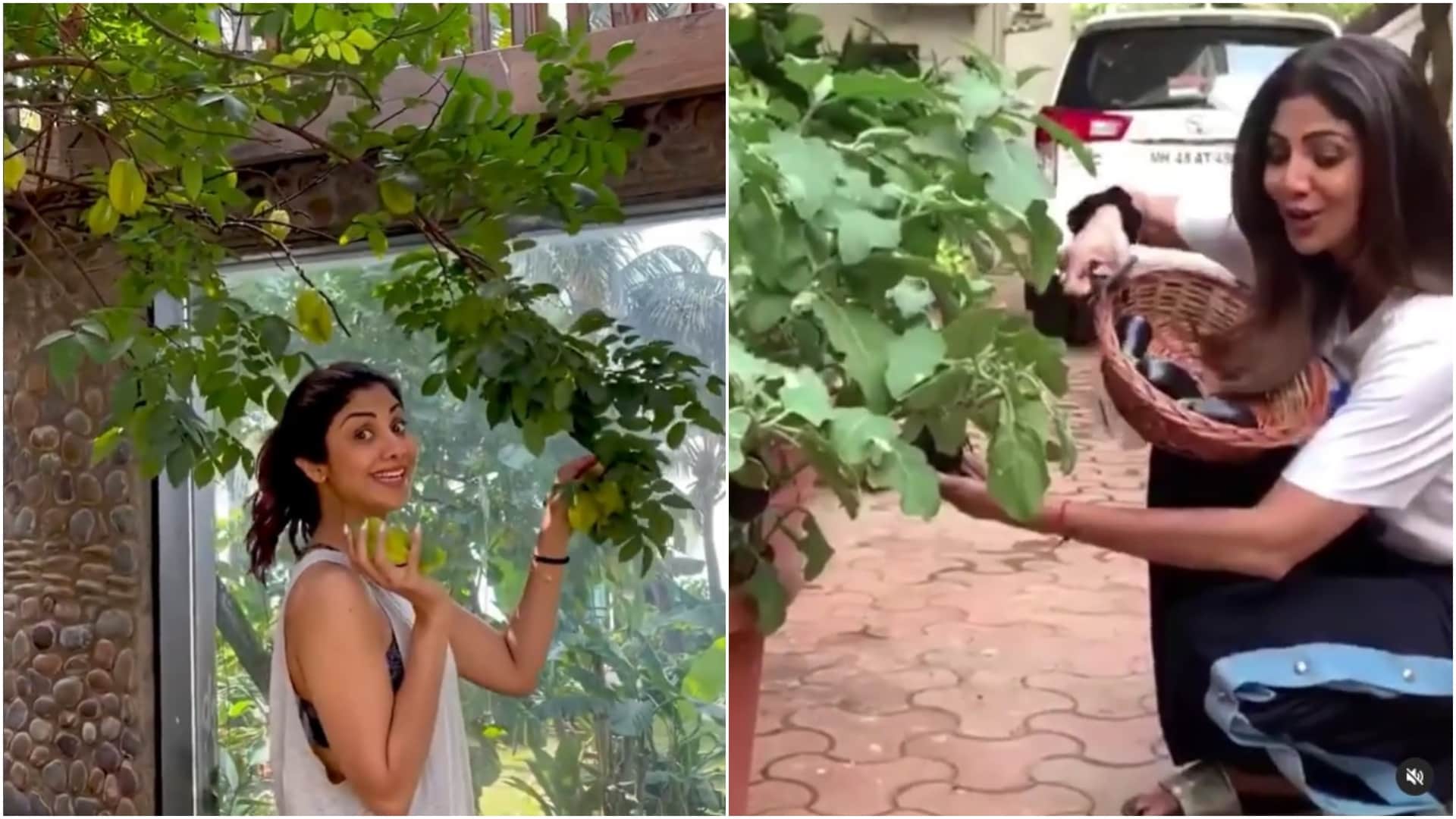 celebrities who are growing vegetables at their kitchen garden shilpa shetty Preity Zinta Samantha Ruth Prabhu