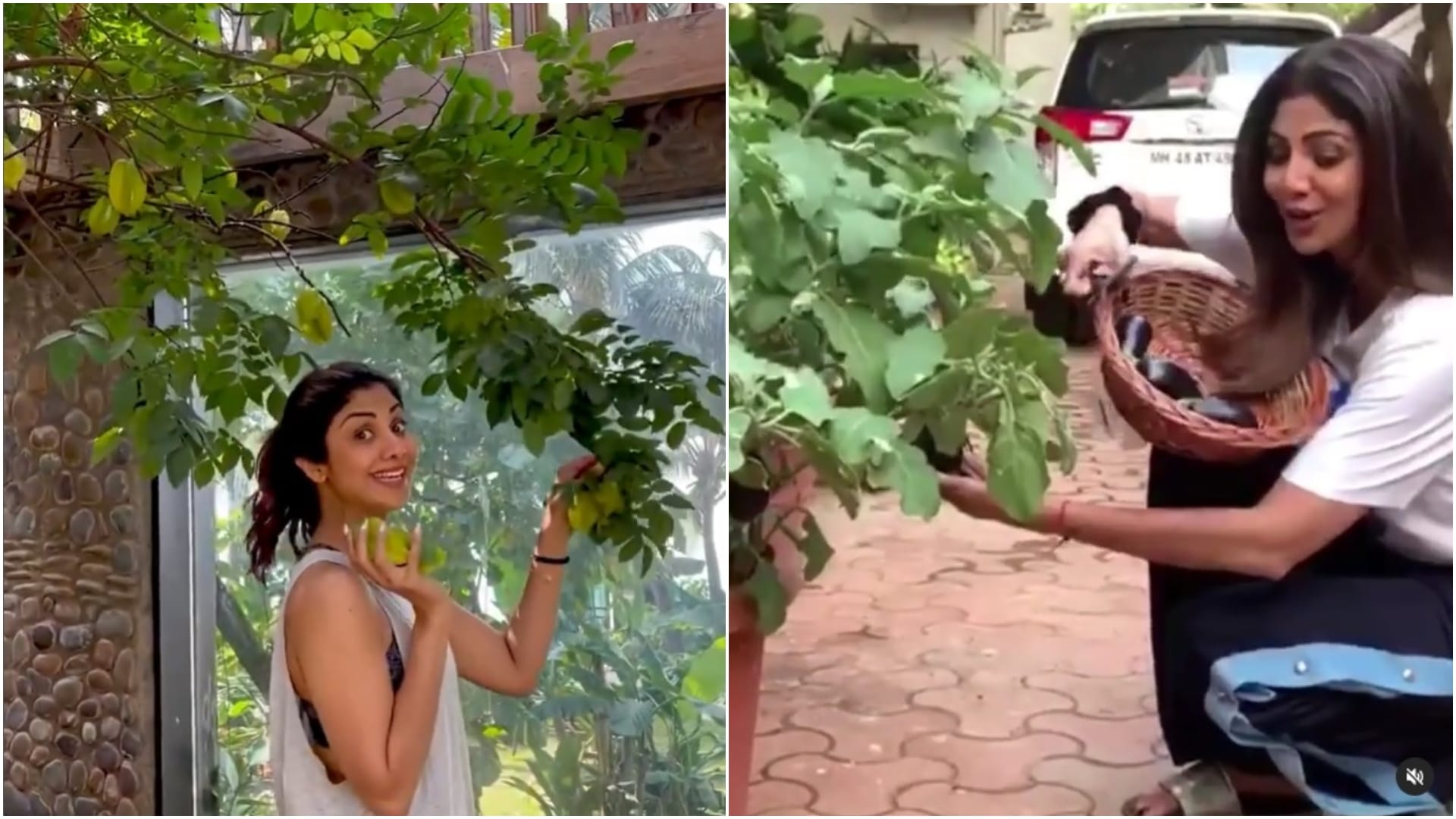 celebrities who are growing vegetables at their kitchen garden shilpa shetty Preity Zinta Samantha Ruth Prabhu