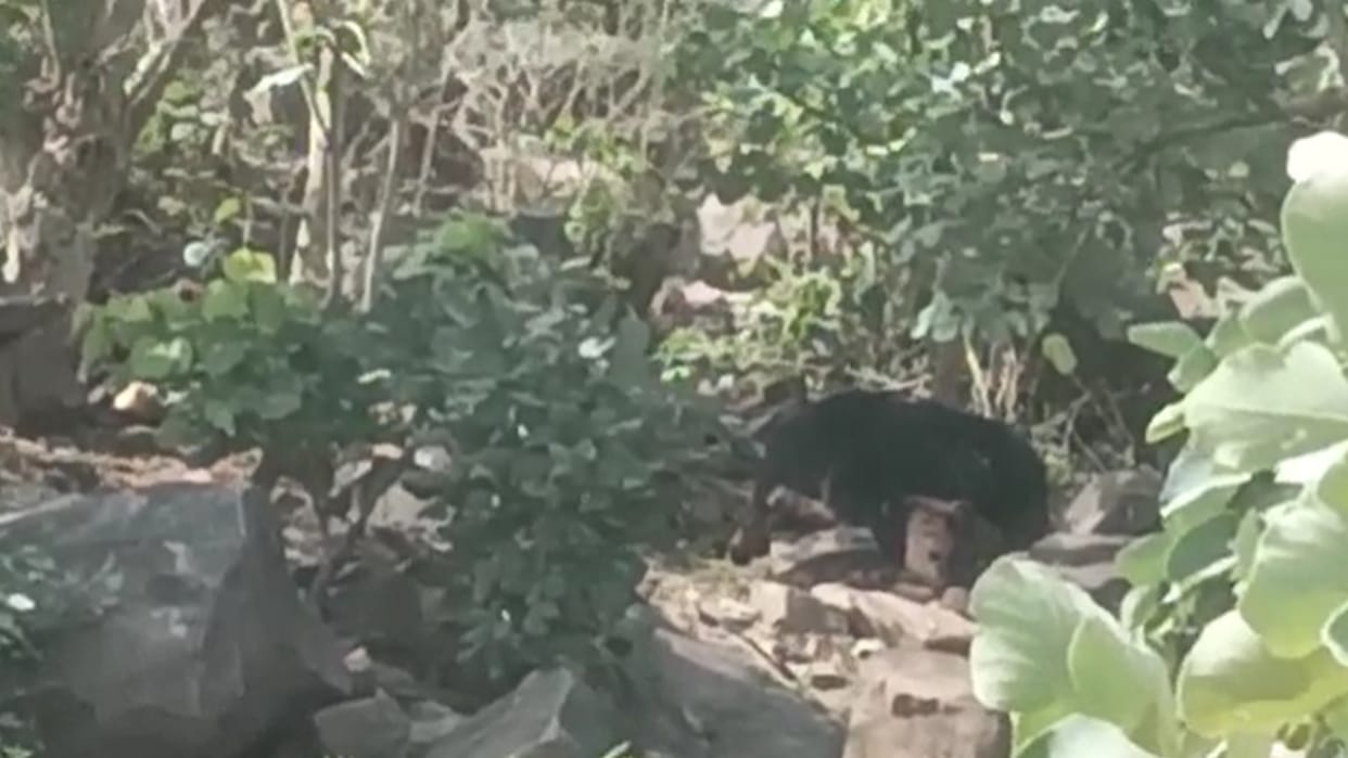 MP News: The bear ate the couple alive in Panna, sat on the dead body after death, the forest department team reached after three hours