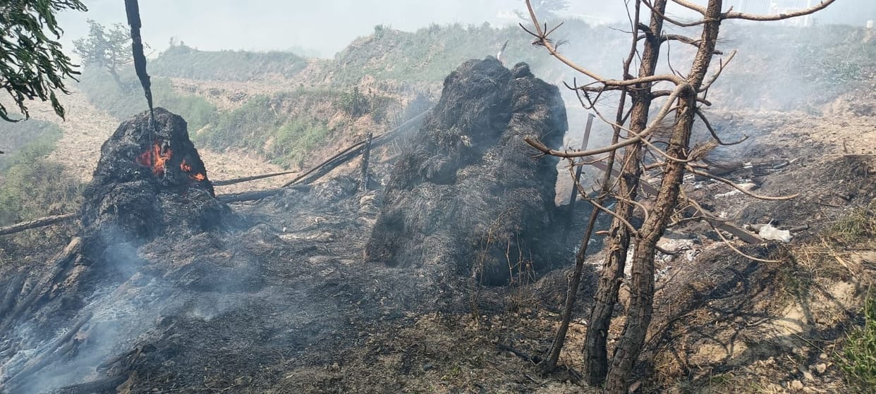 Forest Fire In Urban Area