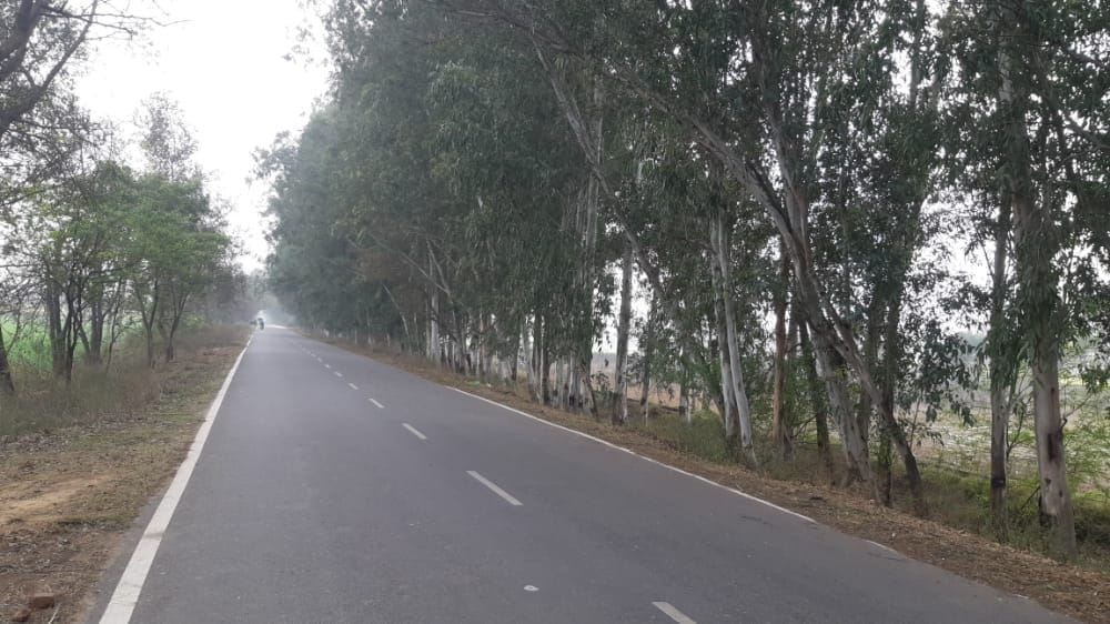 Preparations are on to celebrate Hariyali festival, yet saws will run on 4127 trees