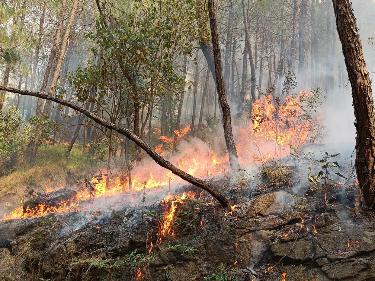 fire in jarnot and mansui jungleforest properity destoyed