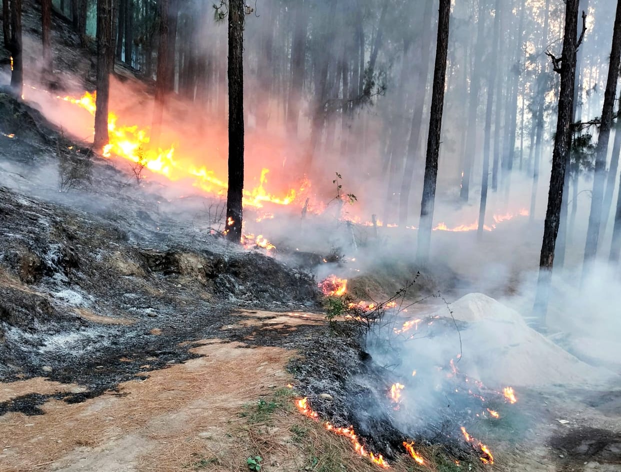 Forests kept burning all night on Environment Day