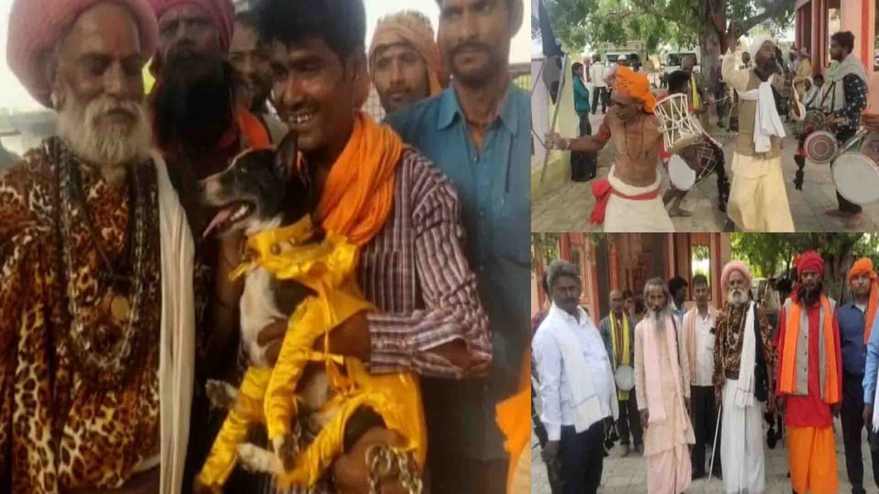 Unique wedding of pets in Hamirpur