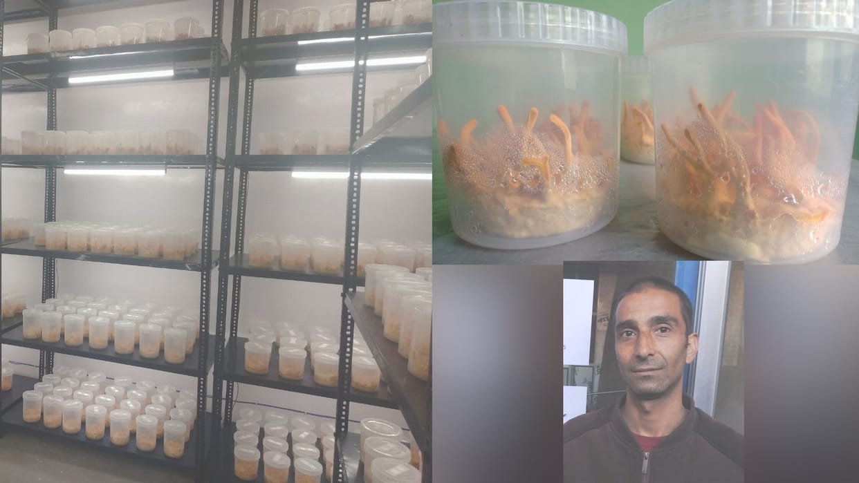 Cordyceps Mushroom farming in Laboratory in kullu himachal pradesh