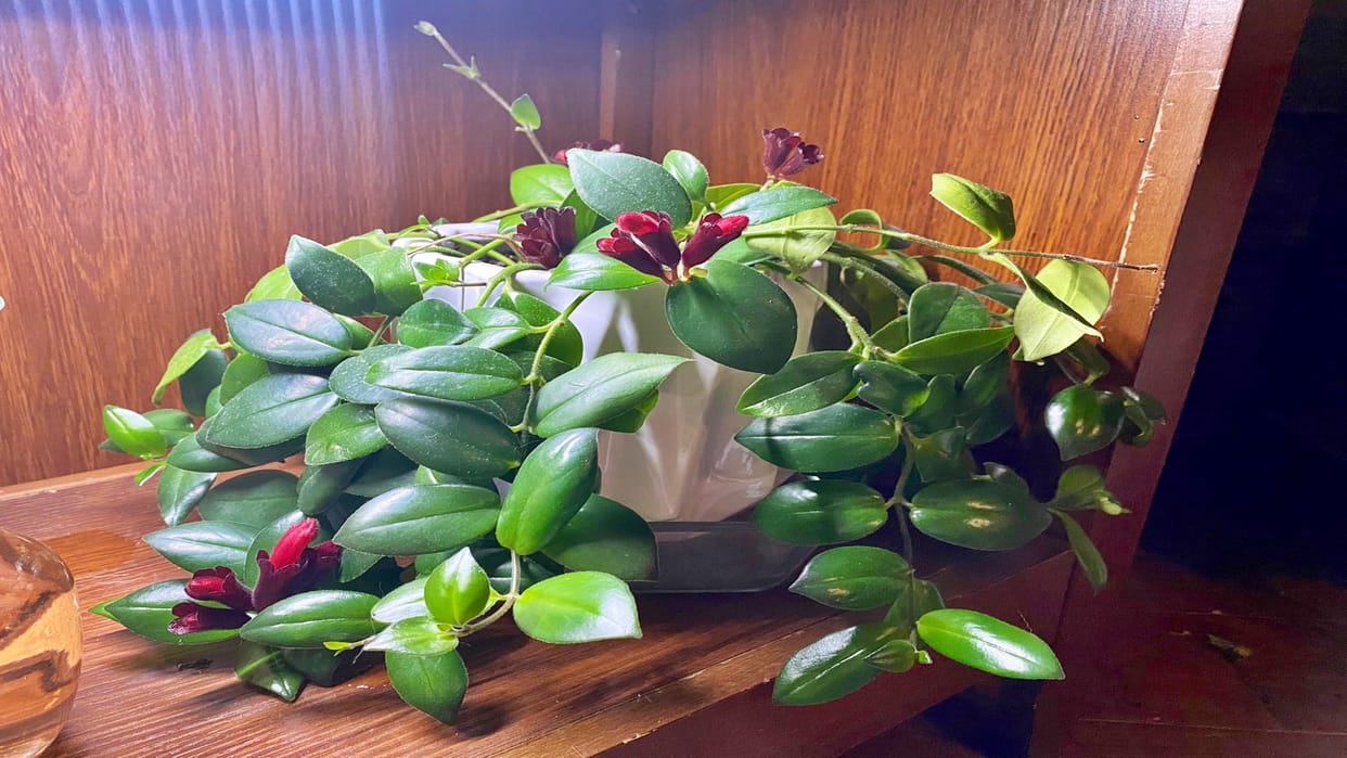 Lipstick plant rediscovered after 100 years in Anjaw district Arunachal Pradesh