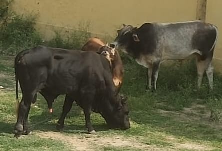 Animals locked in Panchayat Bhawan