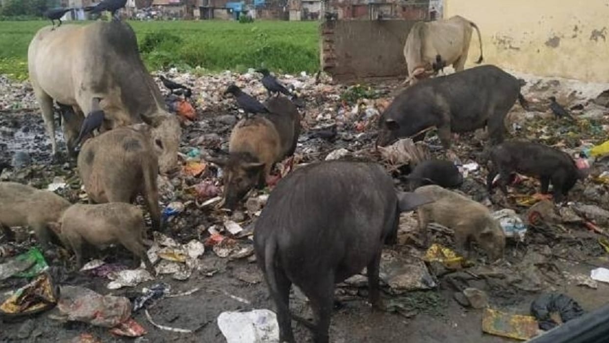 Shivpuri: People troubled by pigs, even after hearing many times, municipal officials are not paying attention