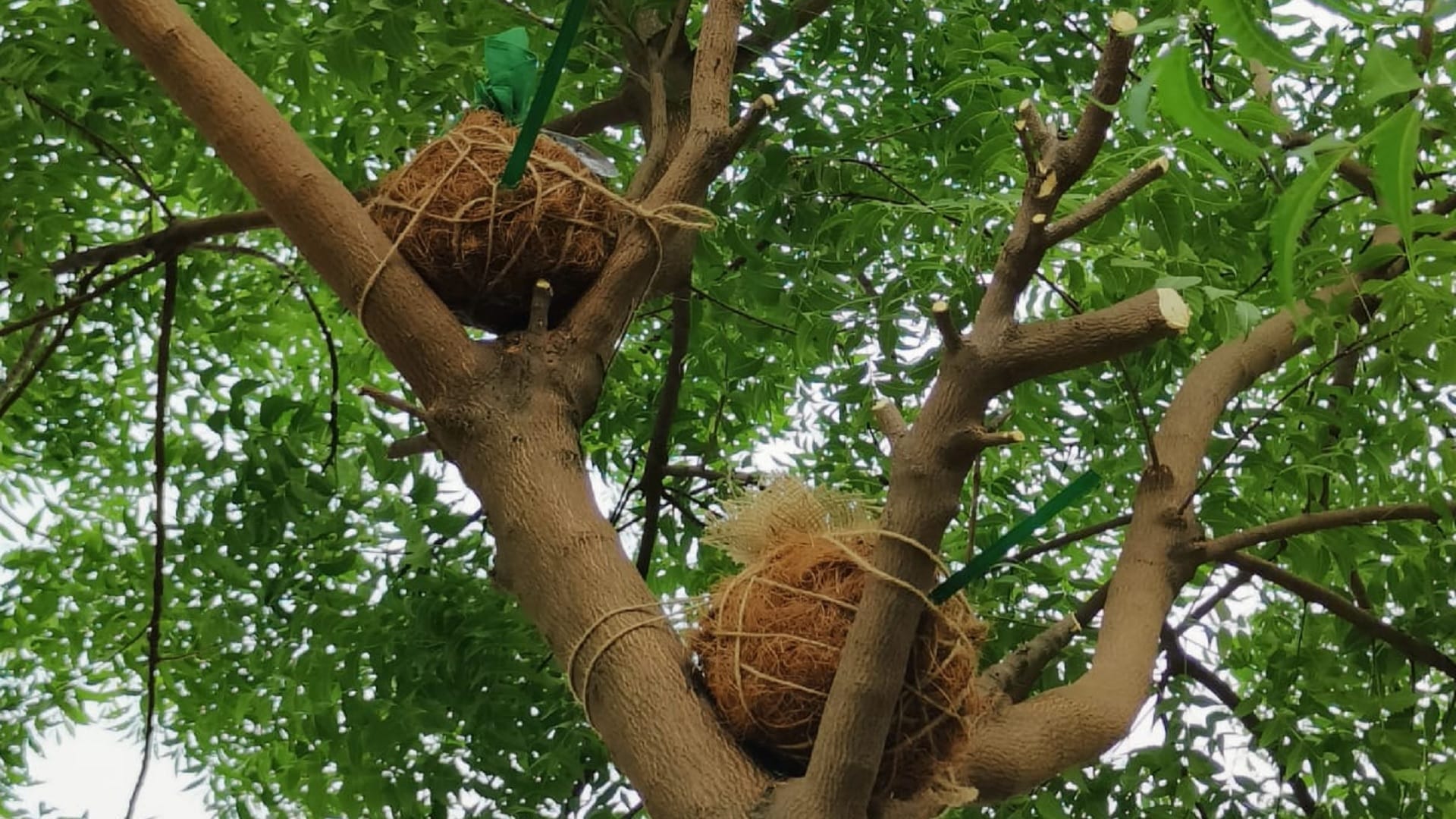 World Environment Day conservation of sparrows samvedna foundation