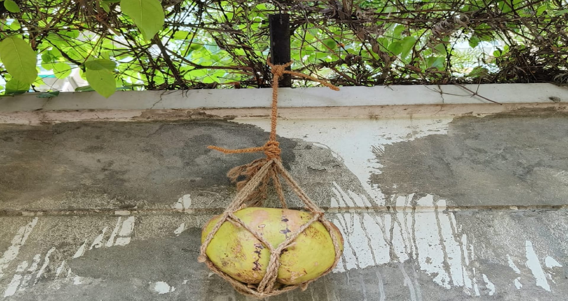 World Environment Day conservation of sparrows samvedna foundation