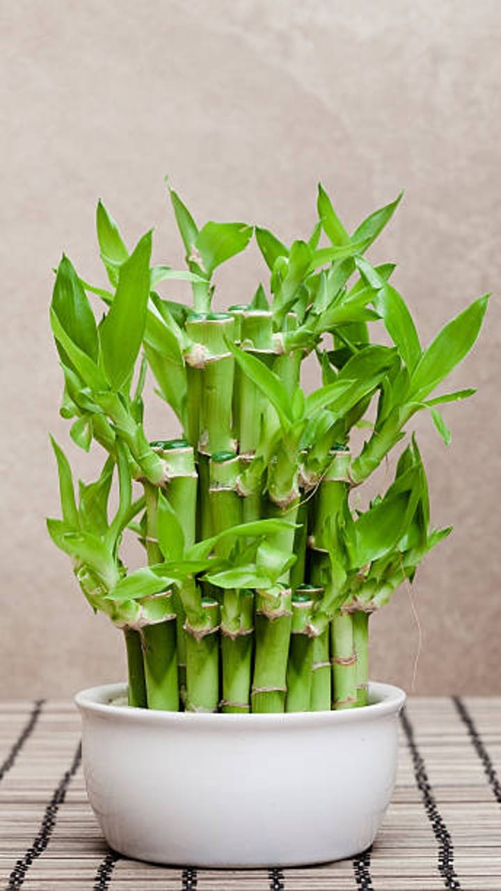 Feng Shui Tips Lucky Bamboo Plant For Bringing Happiness and Prosperity at Home in New Year