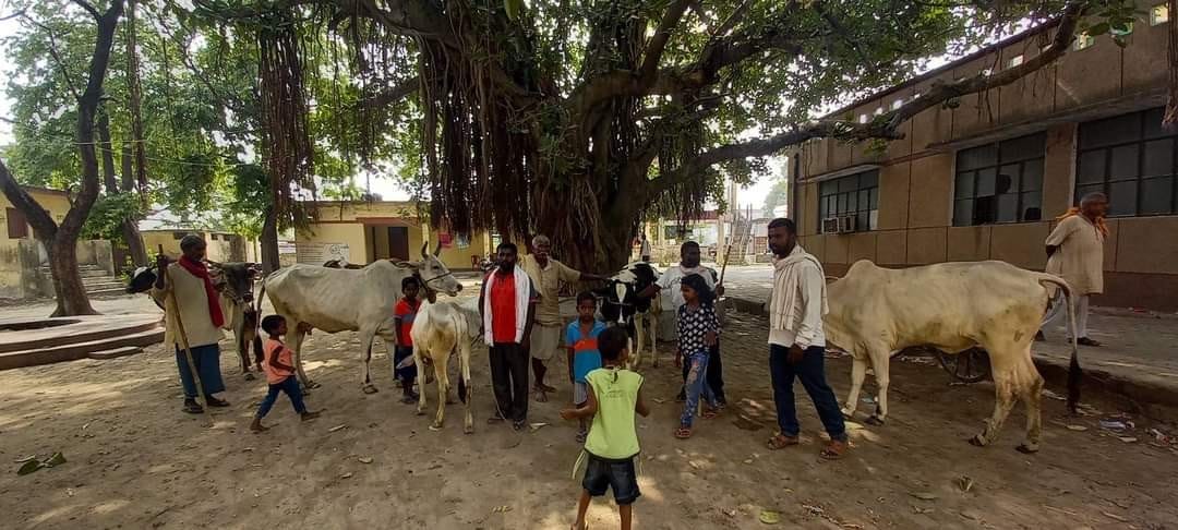 have only animals to give bribe
