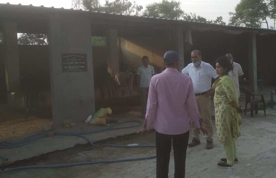 Joint magistrate inspected the cowshed, found less than six cows
