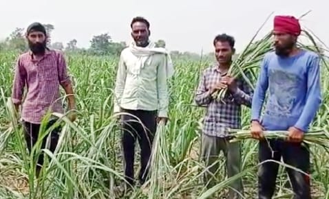 Orgy of elephants in Tikona Farm, trampled crops