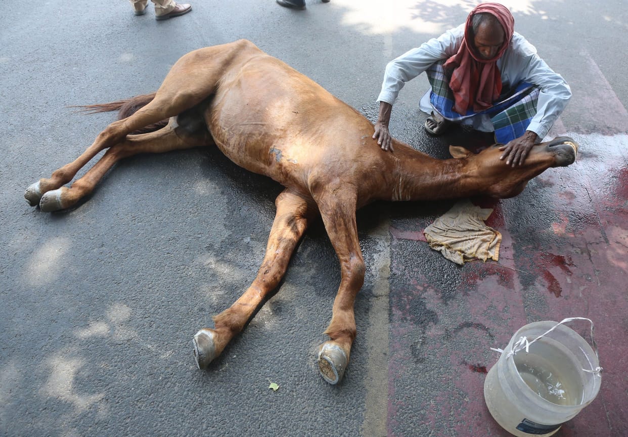 The car hit the horse cart, the horse got a fracture in the leg