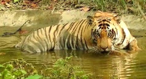 Waterhole became the lifeblood of wildlife in scorching heat