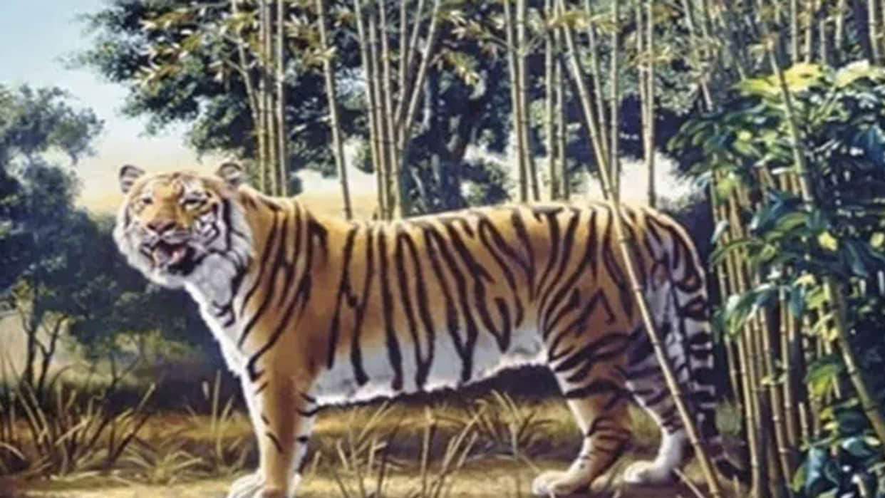 Optical Illusions: There Are 2 Tigers in This Optical Illusion Can You Find the Second One