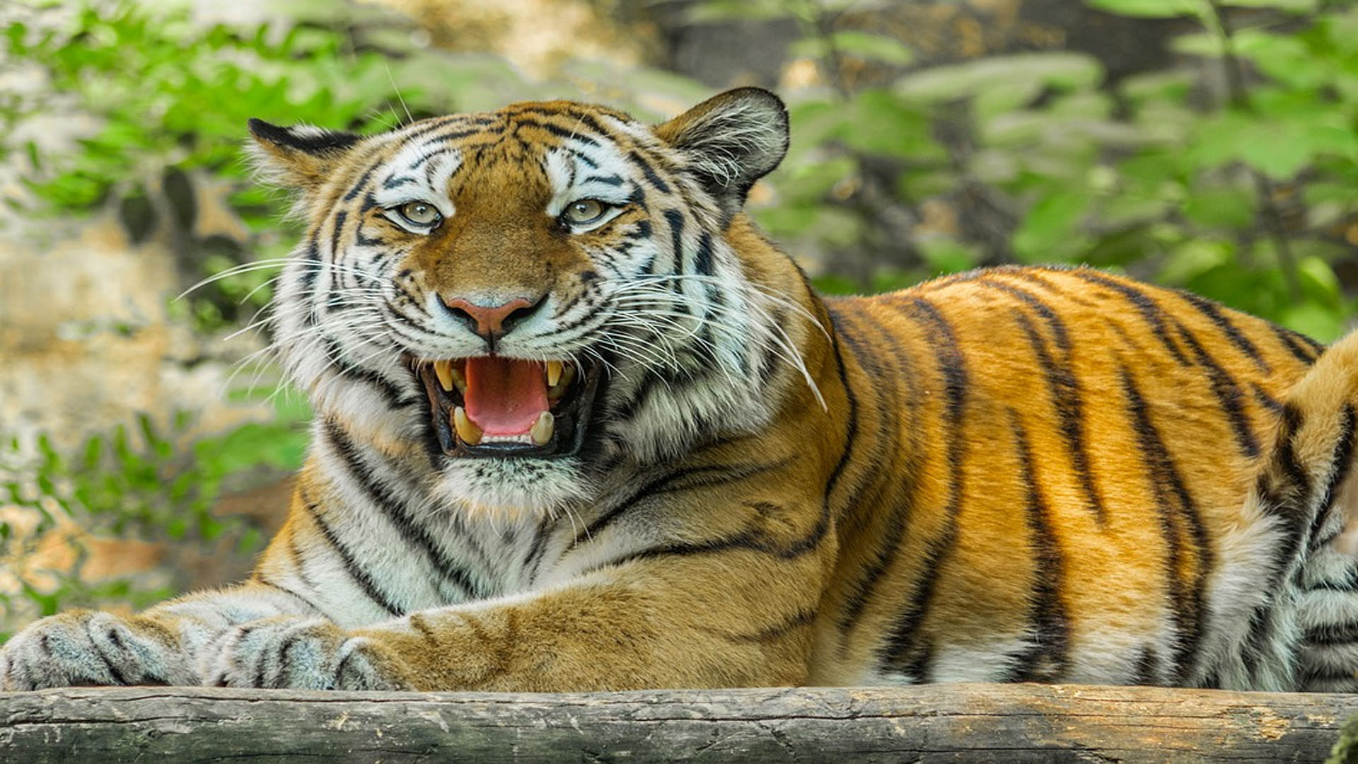 Now 3682 Tigers In India Double In Uttar Pradesh Compared To 2006 And ...