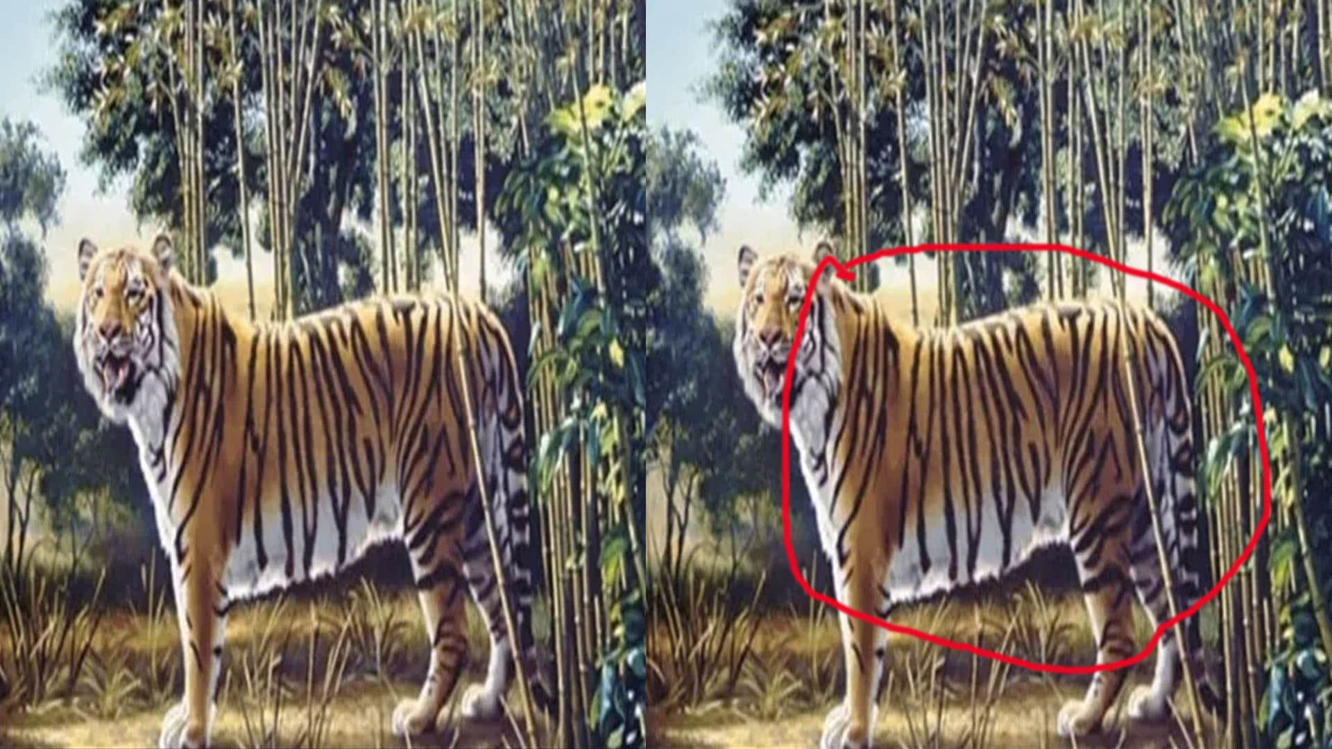 Optical Illusions: There Are 2 Tigers in This Optical Illusion Can You Find the Second One