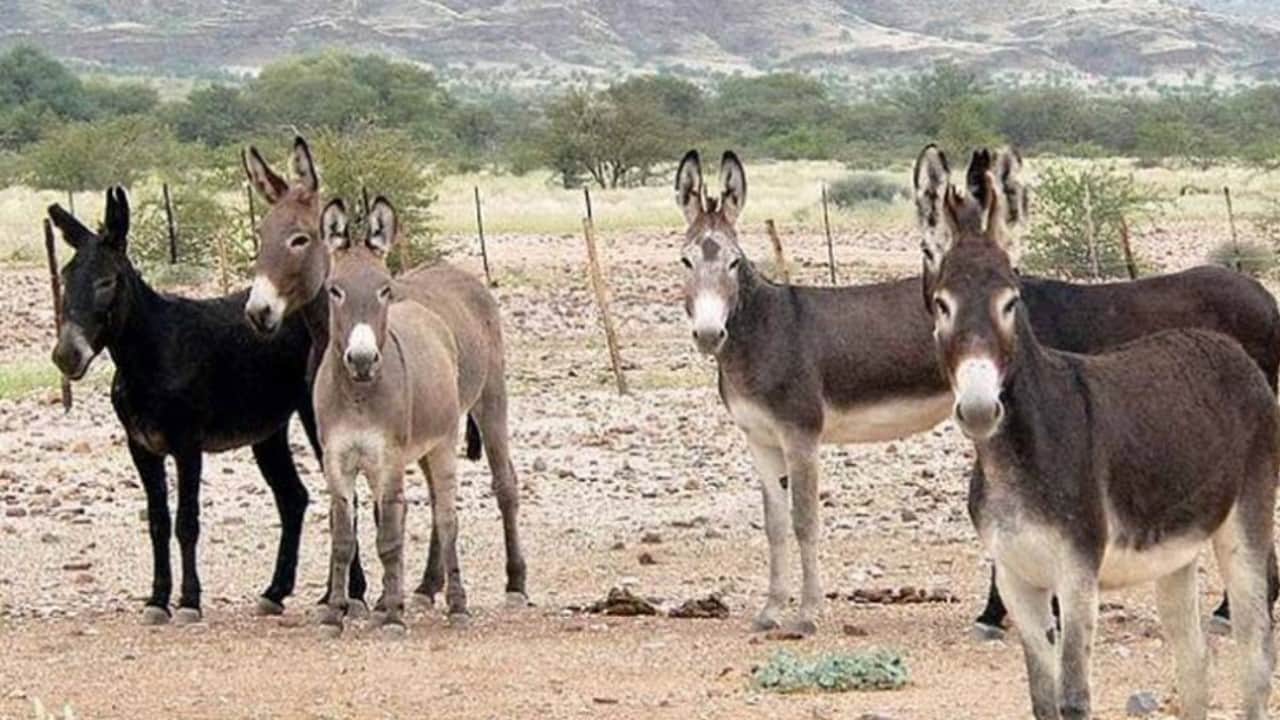 Pakistan Economy Know Why Pak Export Goat and Donkey to UAE and China Full Details News in Hindi