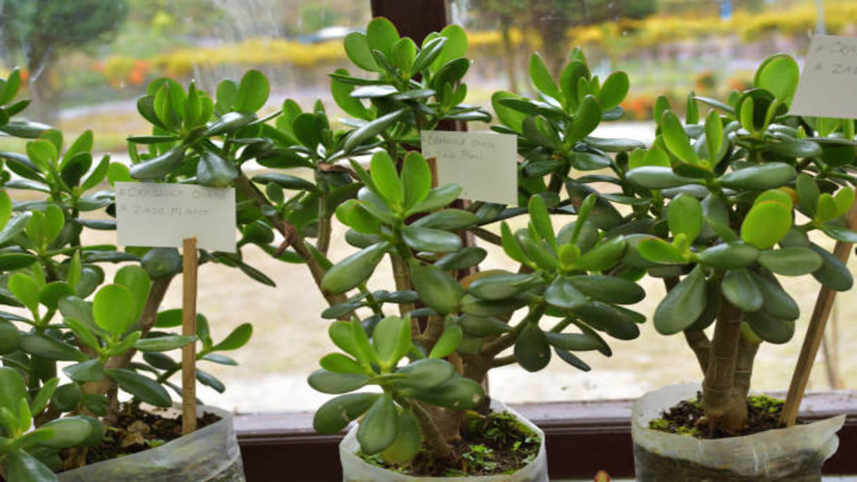 Vastu Tips Crassula Plant for good luck prosperity and money in life