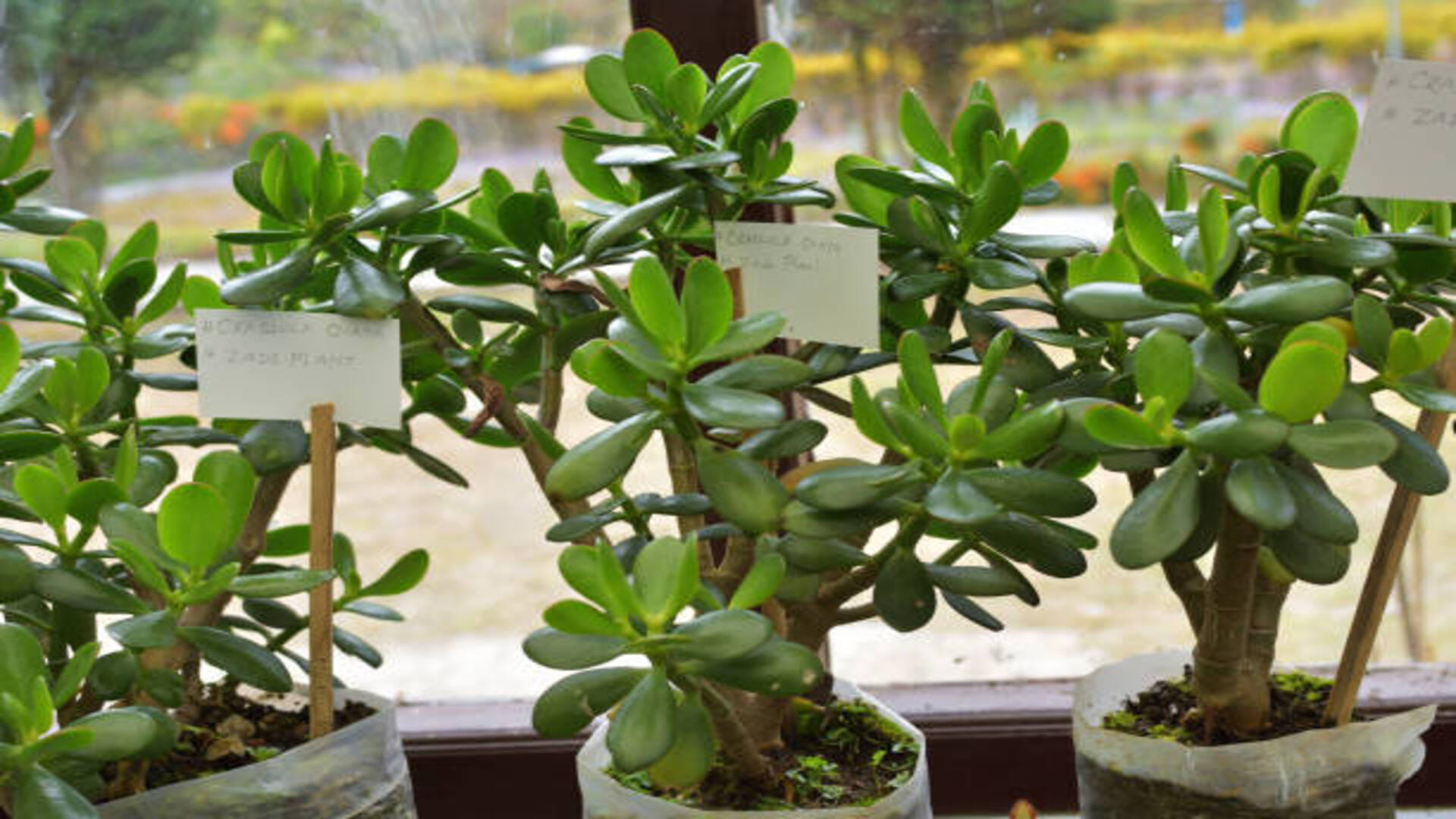 Vastu Tips crassula plant for good luck prosperity and money in hindi