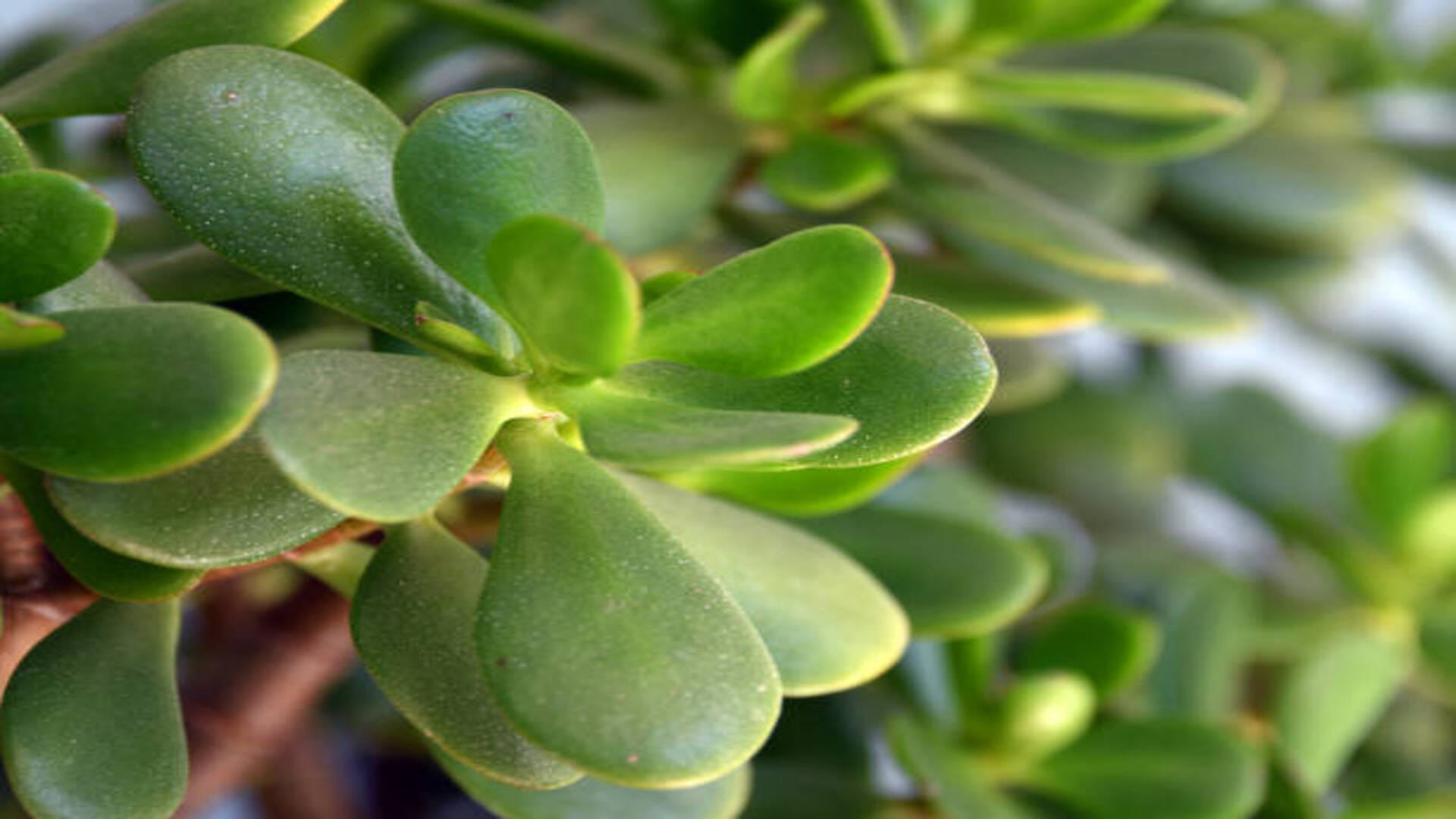 Vastu Tips Crassula Plant for good luck prosperity and money in life