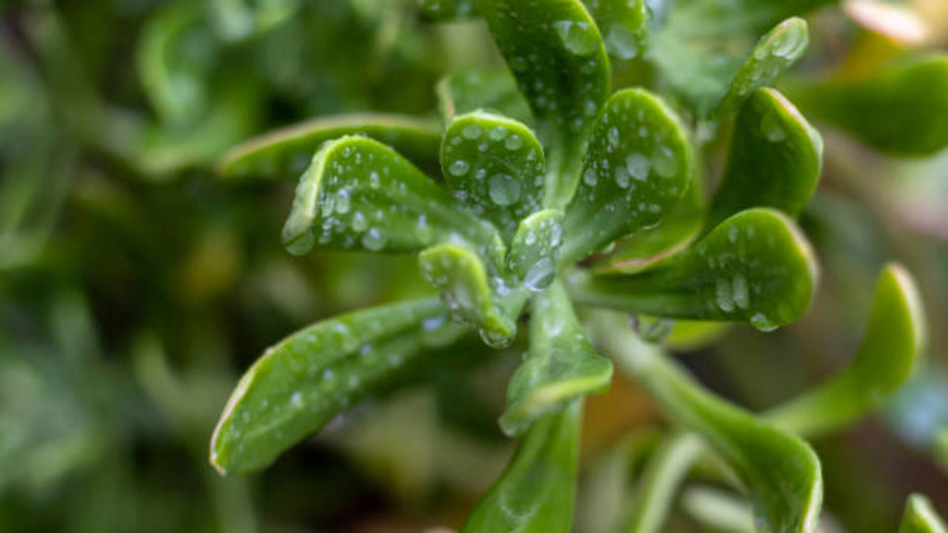 Vastu Tips Crassula Plant for good luck prosperity and money in life