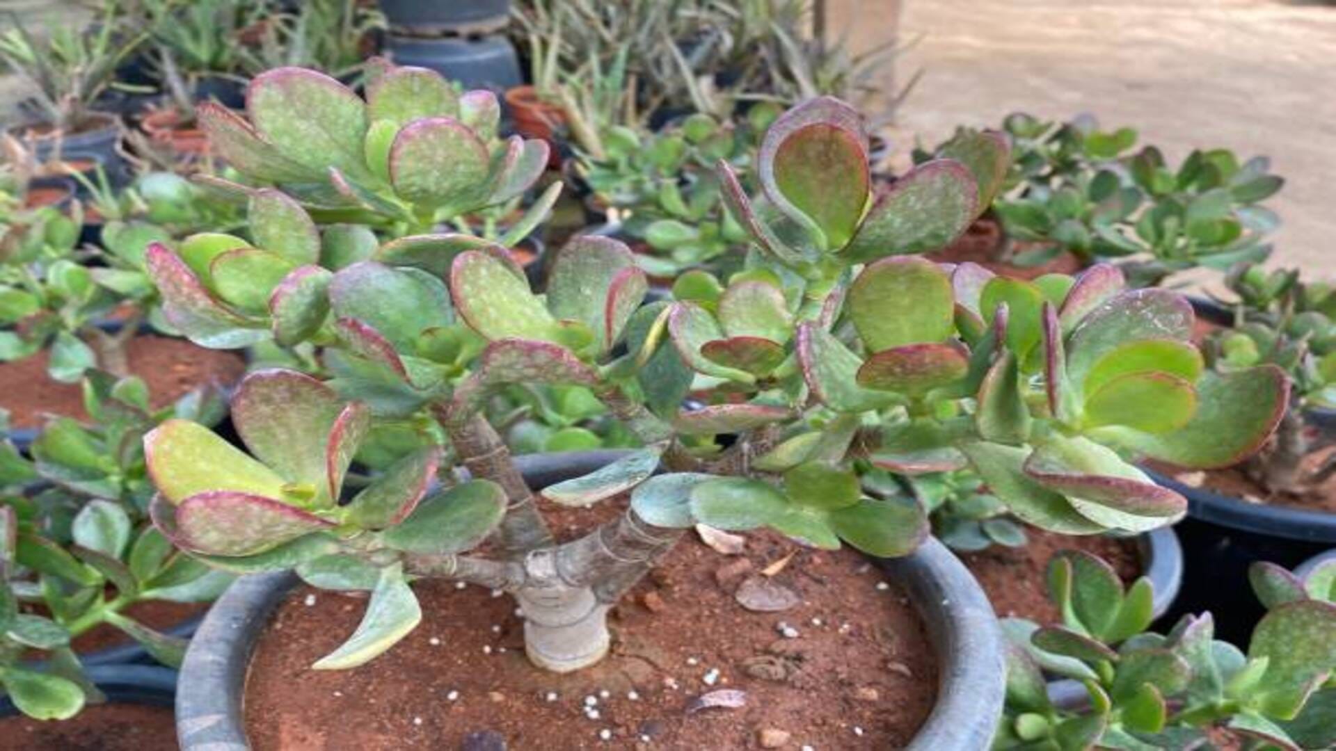 Vastu Tips Crassula Plant for good luck prosperity and money in life