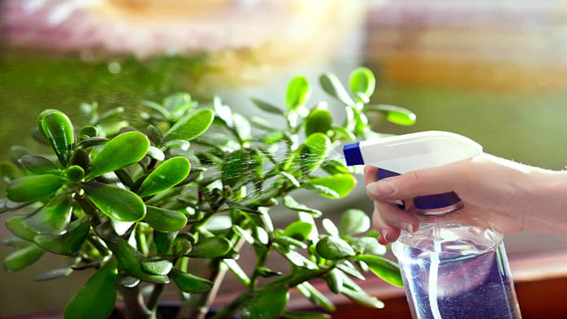 Gardening Tips To Keep Your Plants Healthy During Monsoon Season