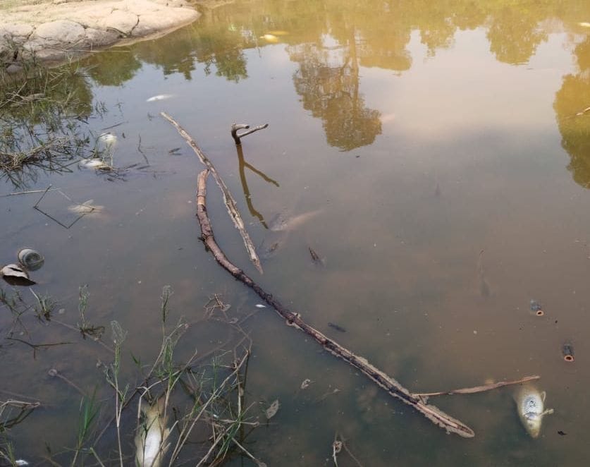 fish died