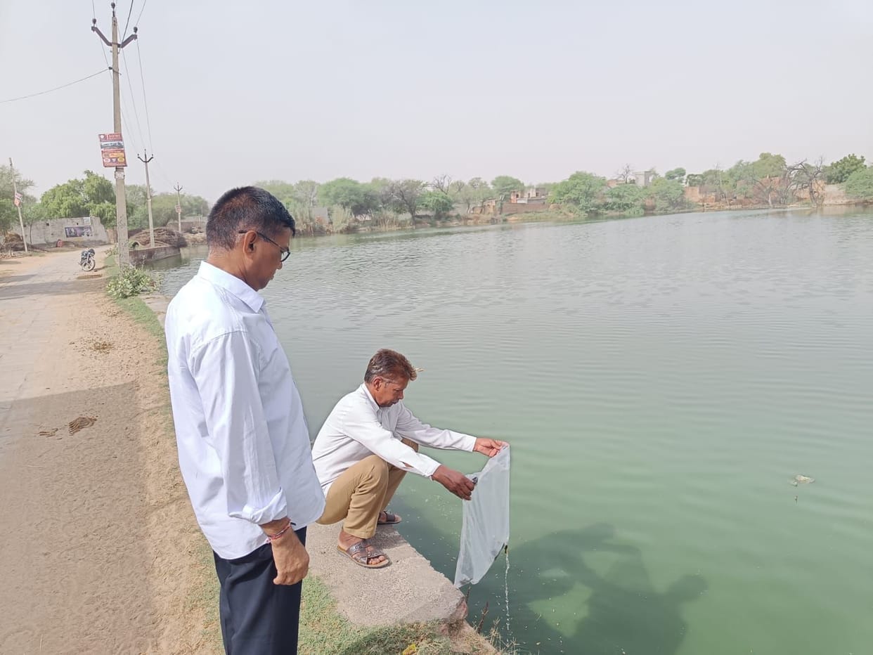 Gambuzia fishes put in ponds to destroy the larvae of mosquitoes that spread malaria and dengue