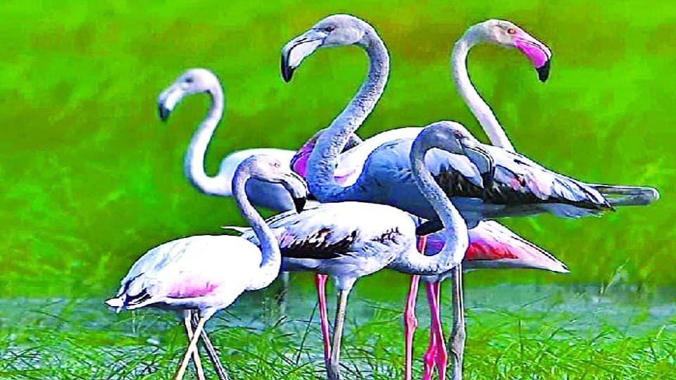 Jodhpur Jhal will become wetland and will be developed like bird sanctuary in Agra