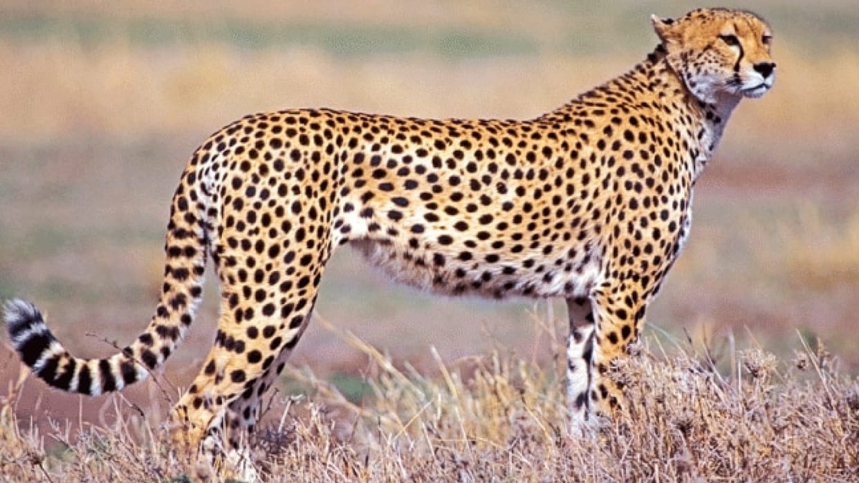 MP News: Preparations to bring cheetahs to Kuno Sanctuary intensified, South Africa team will visit the park next week