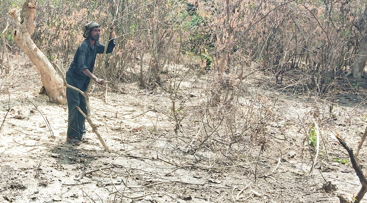 Forest wealth getting affected by fire, workers are busy in suppressing