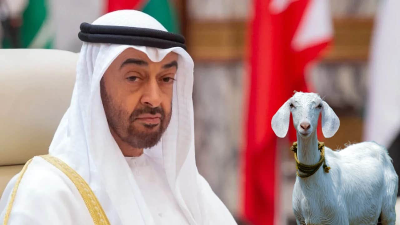 Pakistan Economy Know Why Pak Export Goat and Donkey to UAE and China Full Details News in Hindi