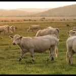 गाय-भेड़ों ने डकारने पर किसानों को देना होगा टैक्स